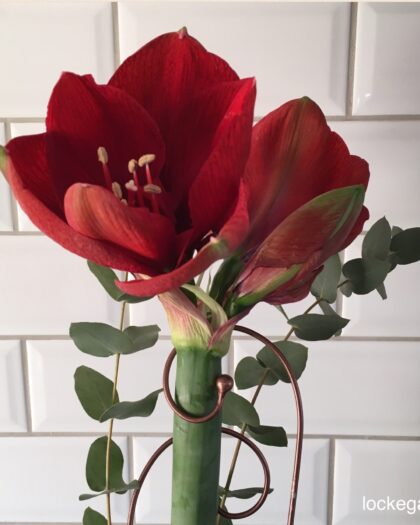 Krukväxtstöd Amaryllis